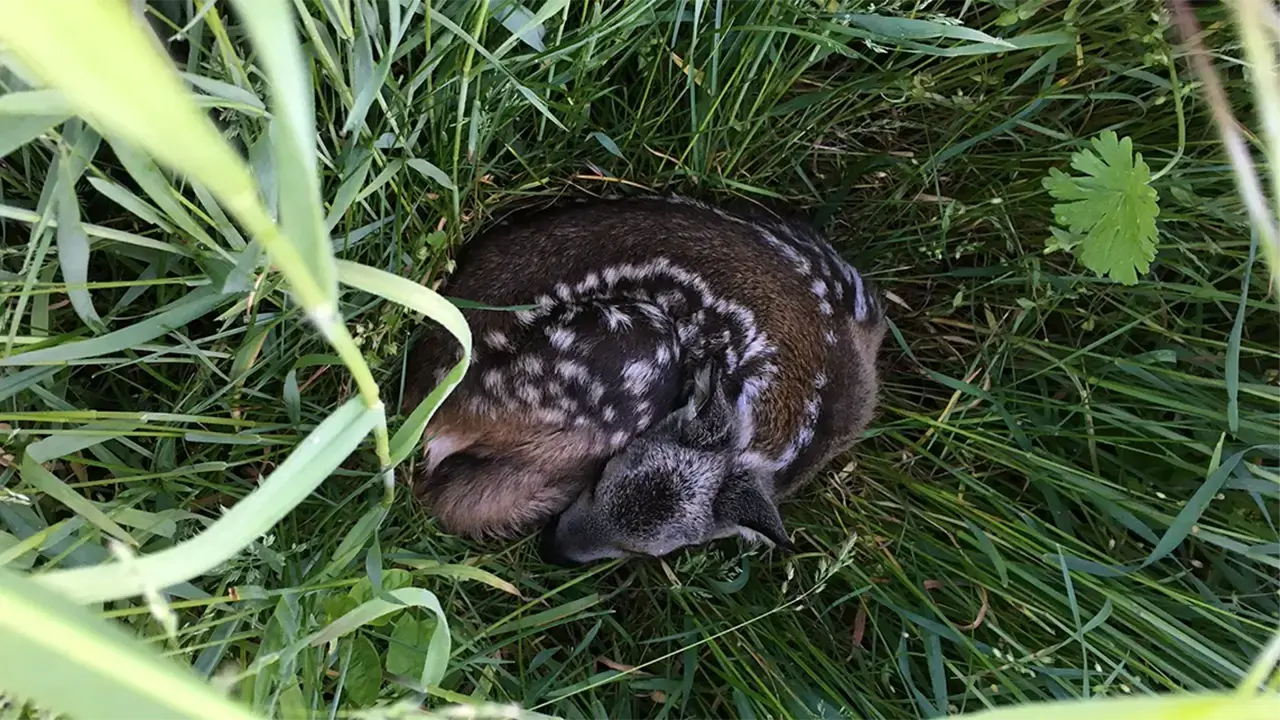 Rehkitz im Gras liegend